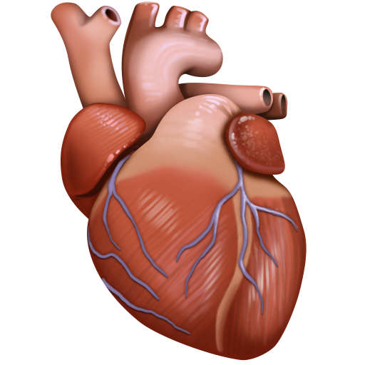 Anatomical Heart for Facebook 15.0