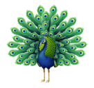 Peacock pro Huawei HarmonyOS 4.0